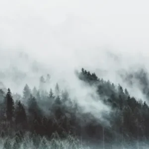 Küchenrückwand-Mystischer Nebelwald in Grau-Weiß Nuancen