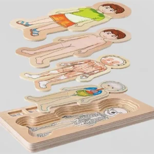 Anatomy Explorer Interactive Human Body Toy - Image 0