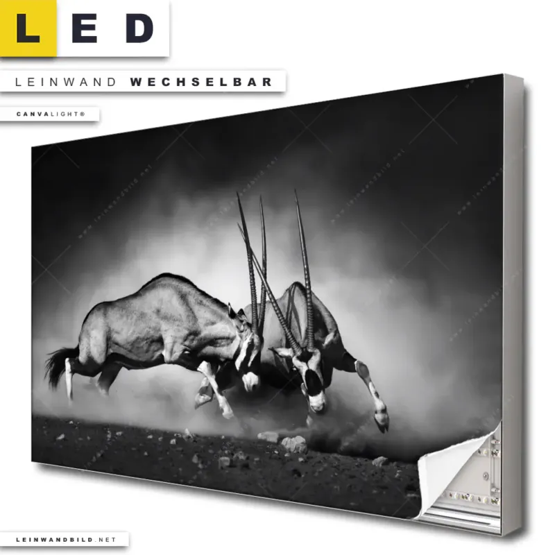Led Leinwandbild Das Duell Querformat Produktvorschau