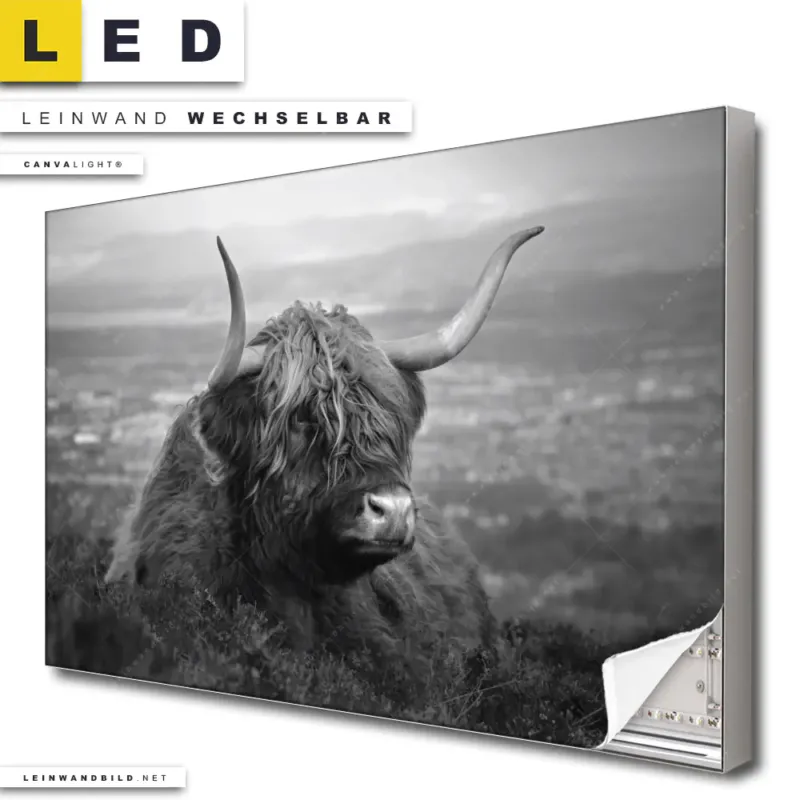 Led Leinwandbild Hochland Rind Schwarz Weiss No 2 Querformat Produktvorschau