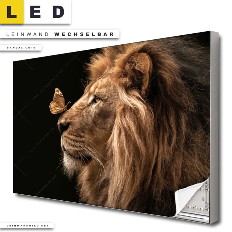 Led Leinwandbild Loewe Schmetterling Querformat Produktvorschau